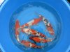 tn_Koi November 2014 007.jpg