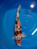 Isa - Nisai - 55cm - weiblich - a.jpg