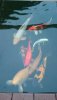 DSC_1121_1.JPG