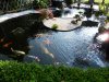 unsere_koi_8.8.14_010_108.jpg