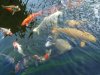 unsere_koi_8.8.14_005_837.jpg