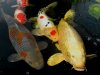 KOI 001.JPG