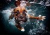 Dog 6.jpg