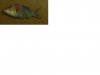 infekt 3_15.jpg