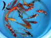 Schöne Koi mix Imp.8 015.jpg