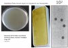 Dip-Slide Oxoid  Plate Count Agar GFD07A (Mibius).jpg