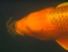 Koi mit Frosch im Maul 003 - Kopie.JPG