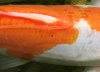 koi-maerz-2015.jpg