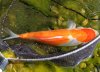 koi3-maerz-2015.jpg