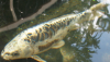koi1.PNG