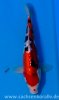 Miyatora Tosai Doitsu Sanke 30cm.jpg