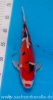 Miyatora Tosai Doitsu Sanke 26cm.jpg