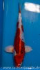 Miyatora Tosai Doitsu Kujaku 30cm.jpg