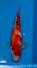Miyatora Tosai Ginrin Showa 28cm-3.jpg