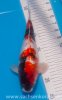 Miyatora Tosai Ginrin Showa 28cm-2.jpg