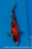 Miyatora Tosai Ginrin Showa 28cm.jpg