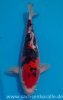 Miyatora Tosai Doitsu Sanke 32cm.jpg