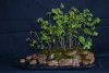 Wasser - Land Penjing 26.04.2015 Koi live.JPG