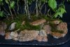 Wasser - Land Penjing Detail 26.04.2015 Koi live.JPG