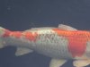 DSC00072.JPG