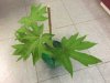 K640_tetrapanax 002.JPG