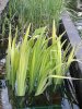 Wasseriris halb verhungert.jpg