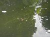 unser teich mai 2015 008.jpg