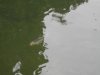 unser teich mai 2015 013.jpg