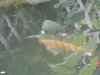 unser teich mai 2015 014.jpg