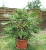 palme2.jpg