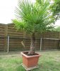 palme1.jpg