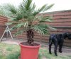 palme1.jpg
