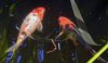 comp_DSC_2774_.jpg