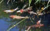 comp_DSC_2777_.jpg
