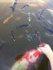 Fisch.jpg