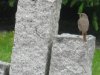 Hausrotschwänzchen 003.JPG