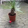 K640_yucca 001.JPG