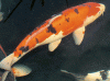 KOI.gif