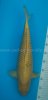 Karashi 49 cm.jpg