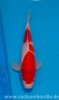 Miyatora Tosai Kohaku 31cm.jpg
