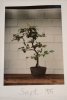 Hainbuche 1995 Koi live.JPG