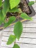Sommerschnitt 2 vorher Detail Koi live.JPG