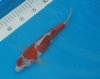 koi02.jpg