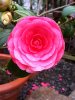 Kamelienblüte rosa gefüllt Koi live.JPG