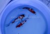 Koi 1-3.jpg