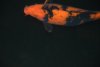 polskiDSC_0428.JPG