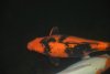 polskiDSC_0423.JPG