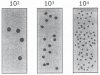 Auswertungsschema Oxoid.jpg