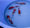 Hasegawapaket  222,-€-5.jpg