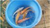 koi.PNG